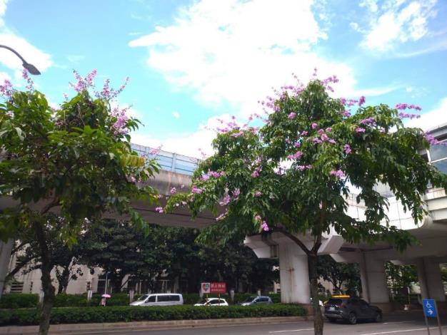 (圖2) 文德路大花紫薇枝頭綻放，一簇簇粉紫色花朵如雲似霞