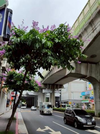 (圖11) 文德路大花紫薇枝頭綻放，一簇簇粉紫色花朵如雲似霞景