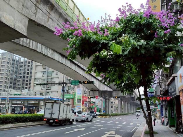 (圖10) 文德路大花紫薇枝頭綻放，一簇簇粉紫色花朵如雲似霞景