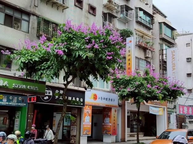 (圖9) 文德路大花紫薇枝頭綻放，一簇簇粉紫色花朵如雲似霞景
