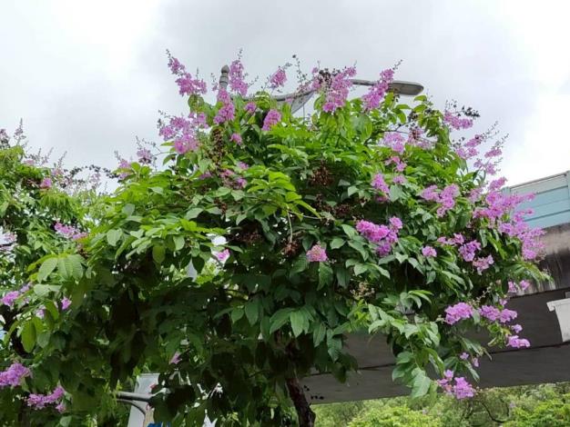 (圖13) 文德路大花紫薇枝頭綻放，一簇簇粉紫色花朵如雲似霞景