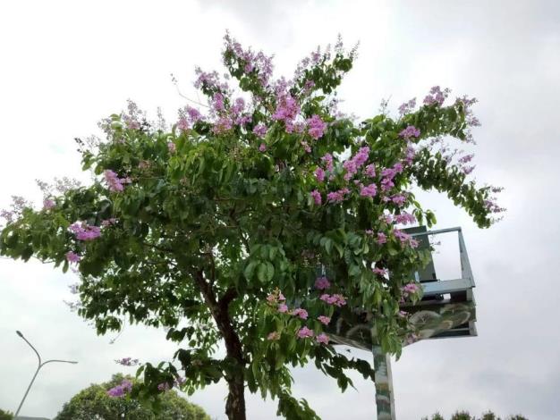 (圖14) 民權東路大花紫薇枝頭綻放，一簇簇粉紫色花朵如雲似霞景