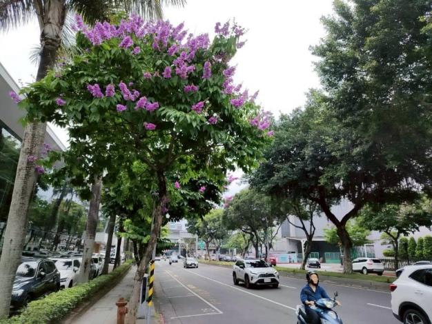 (圖16) 民權東路大花紫薇枝頭綻放，一簇簇粉紫色花朵如雲似霞景