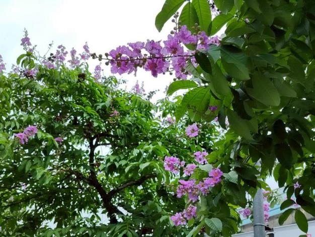 (圖12) 內湖路大花紫薇枝頭綻放，一簇簇粉紫色花朵如雲似霞景