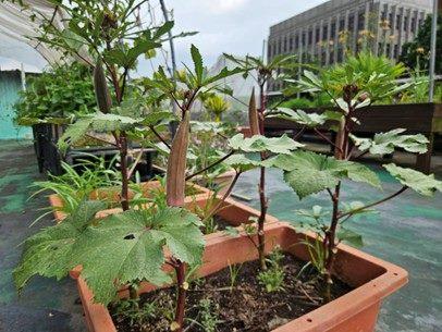 圖3 種植在綠屋頂上的秋葵