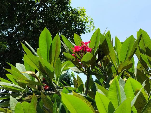 (圖19) 雞蛋花紅花品種則如晚霞般熱情絢麗，花朵綻放枝頭、清香隨風飄散，吸引不少民眾駐足欣賞、拍照留念