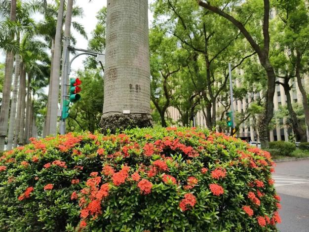 (圖17) 仁愛路3段矮仙丹花迎風盛放，彷彿將夏日的熱情凝聚成一團團絢麗花火，在道路分隔島、綠帶及街角綠地綻放耀眼光彩