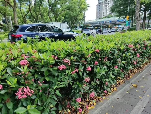 (圖3) 仁愛路3段宮粉仙丹迎風盛放，彷彿將夏日的熱情凝聚成一團團絢麗花火，在道路分隔島、綠帶及街角綠地綻放耀眼光彩