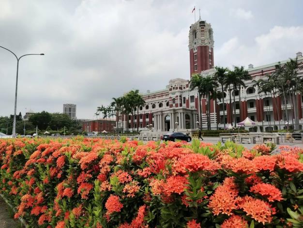 (圖15) 總統府前矮仙丹花迎風盛放，彷彿將夏日的熱情凝聚成一團團絢麗花火，在道路分隔島、綠帶及街角綠地綻放耀眼光彩