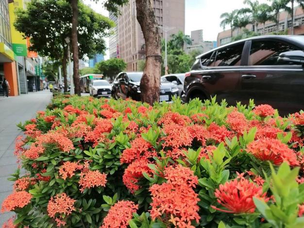 (圖19) 忠孝東路新生南路口矮仙丹花迎風盛放，彷彿將夏日的熱情凝聚成一團團絢麗花火，在道路分隔島、綠帶及街角綠地綻放耀眼光彩