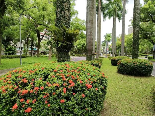 (圖16) 仁愛路3段矮仙丹花迎風盛放，彷彿將夏日的熱情凝聚成一團團絢麗花火，在道路分隔島、綠帶及街角綠地綻放耀眼光彩