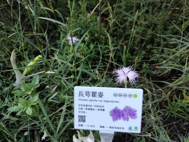 圖7：長萼瞿麥在方寸之間展現野花樸實而細膩的美感