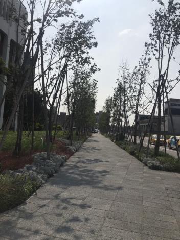 交八綠化工程-帶狀植穴喬木