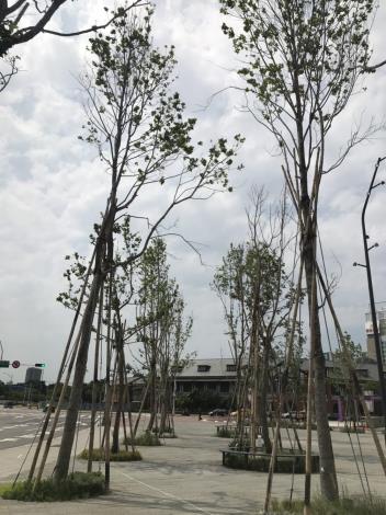 交八綠化工程-自然綠地喬木3
