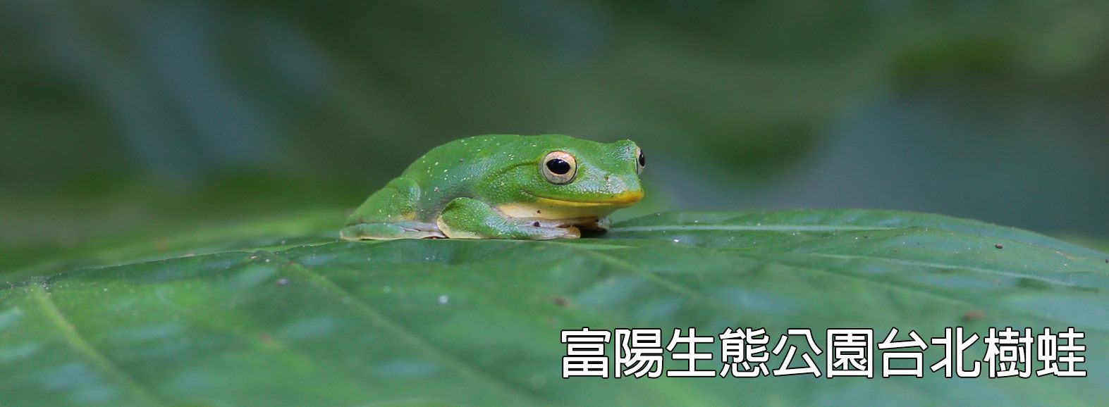 富陽生態公園台北樹蛙