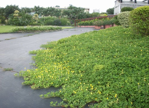 臺北市政府工務局公園路燈工程管理處 多媒體物件 蔓花生匍匐性佳 是優良的地被植物