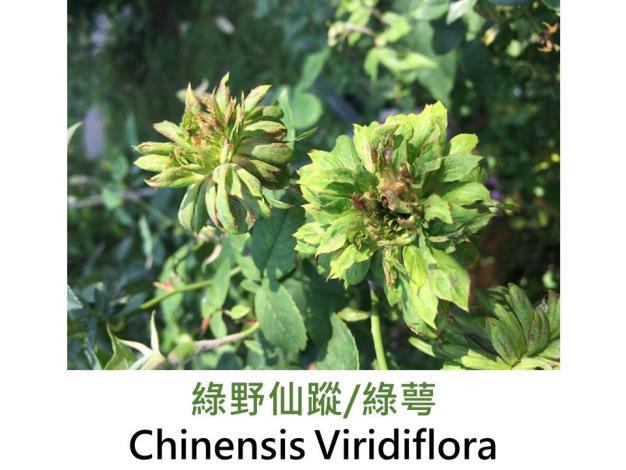 古典中國雜交玫瑰,發表:1827美國,綠色,簇生叢開,無香