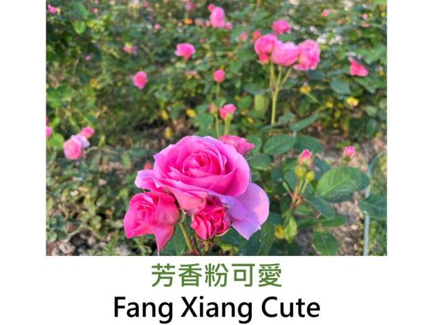 中輪豐花玫瑰.育出:2018台灣.粉紅色.鈕扣心