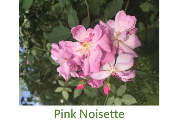 Pink Noisette.JPG