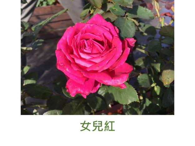 育出:2018台灣.桃紅色.高心型.濃香