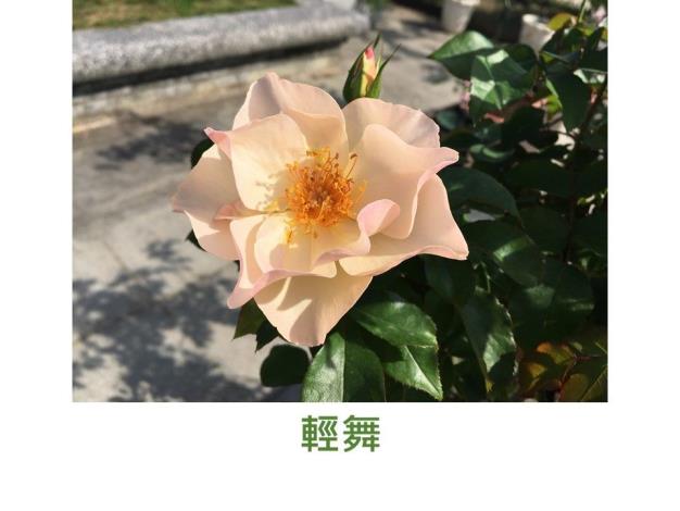 中輪豐花灌木.育出:2011台灣.單瓣.杏粉色