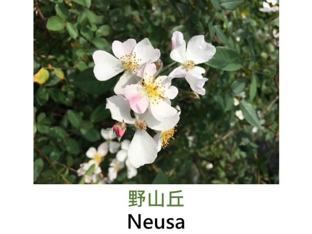 小輪灌木玫瑰,育出:2008日本,白色,粉紅花苞,單瓣平開形,茶香