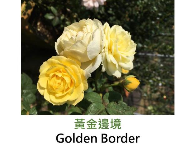 現代豐花矮叢玫瑰,育出:1993荷蘭,檸檬黃色,重瓣古典花形,濃香