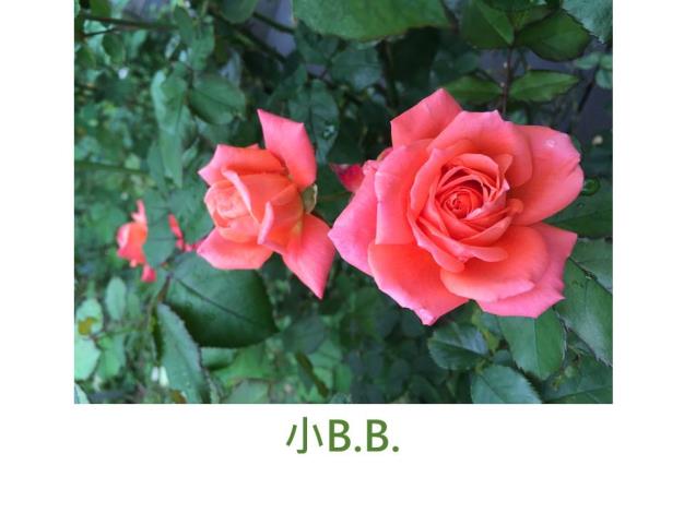 現代豐花矮叢玫瑰,育出:不詳,黃橙混色,重瓣高心平開