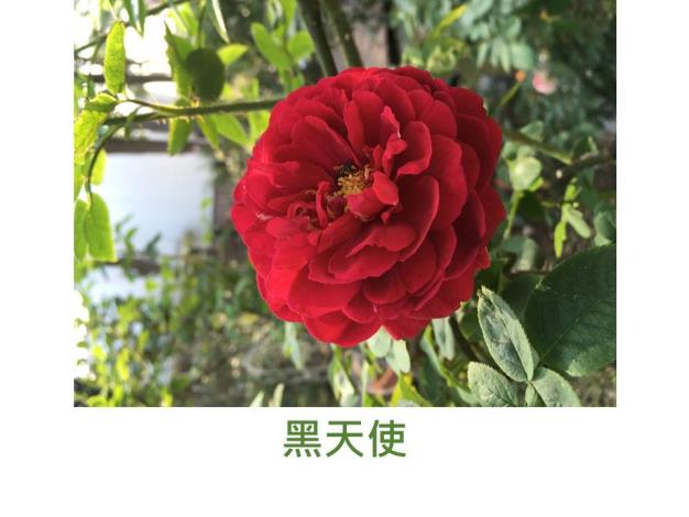 現代豐花矮叢玫瑰,育出:不明,紅色,重瓣高心杯狀平開