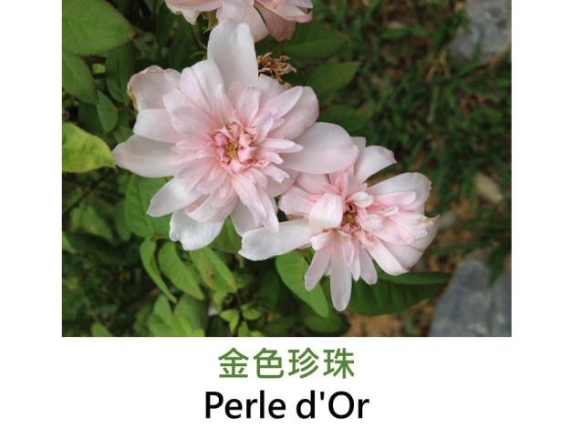 古典中國多花玫瑰,育出:1875法國,杏至粉紅色,菊瓣平開形,中香