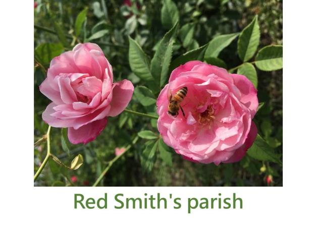 育出:1997美國,紅色條紋變化,Smith's parish的變種