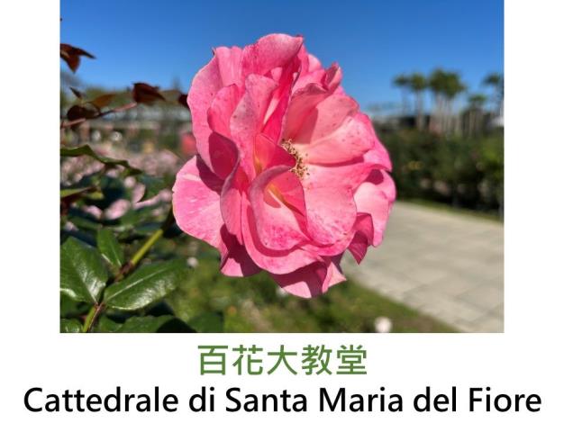 發表:2020台灣.白至粉色絞紋.瓜達露佩聖母的芽變品種
