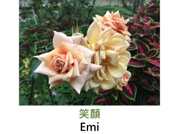 豐花.育出:2005日本.淺杏至粉紅色.淡香