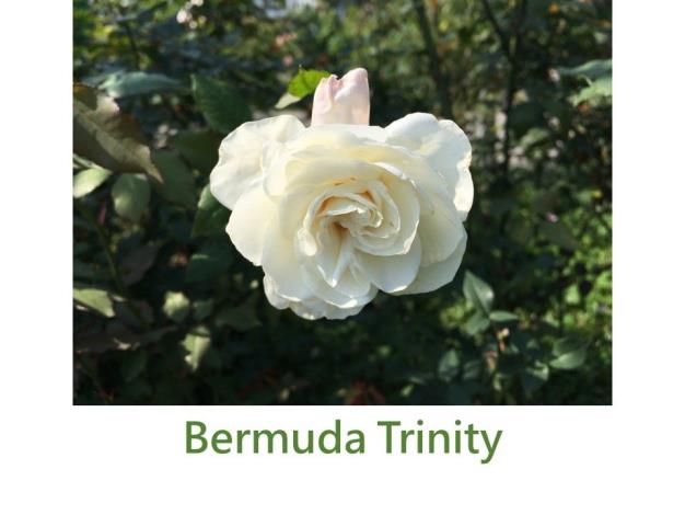 Bermuda Trinity.JPG