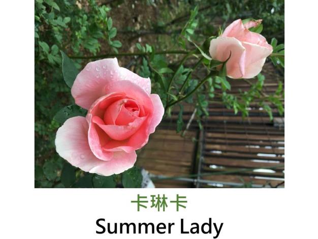 現代大花雜交茶香玫瑰,育出:1993德國,粉紅色,半劍瓣高心形,中香