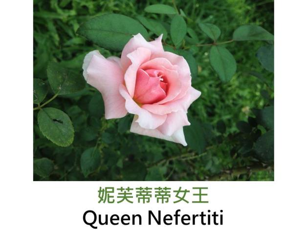 現代英國灌木玫瑰,育出：1988英國,淺粉黃混色,完全重瓣古典簇生花形,淡香