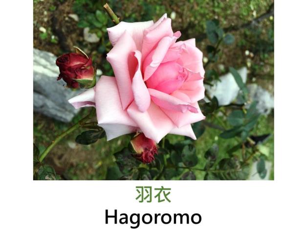 現代大花攀緣玫瑰,育出:1970日本,桃紅色,半劍瓣高心形,微香