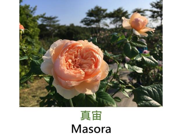 中輪半蔓性灌木玫瑰.育出:2009日本.杏色.四分簇生花型.濃香