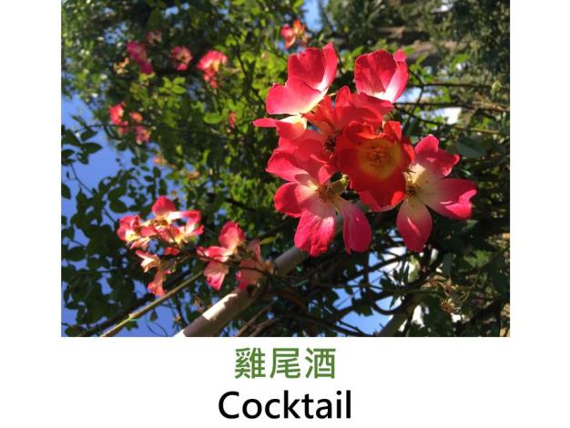 現代豐花灌木玫瑰,育出:1957法國,鮮紅瓣心鮮黃,單瓣平開,淡香,可培養成花柱花牆型攀緣玫瑰