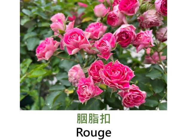 迷你蔓性玫瑰.育出:2012中國.粉紅色.瓣背淺