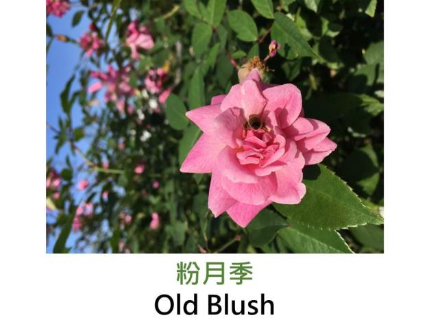 古典中國灌木玫瑰,育出:1793前,中國,亮桃紅色,重瓣平開型,微香