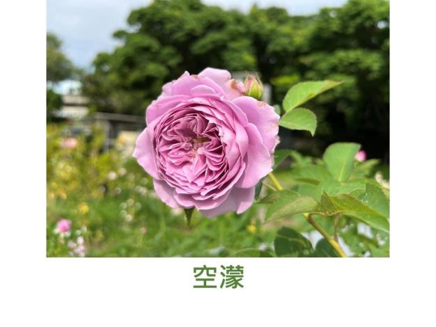 豐花玫瑰.育出:2014中國.紫色.包子型略帶波浪瓣.濃香