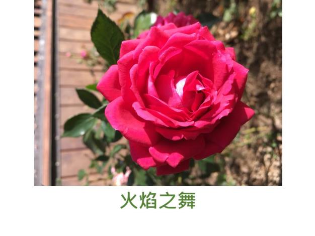 育出:2017台灣(芳香玫瑰園),鮮紅色,微香