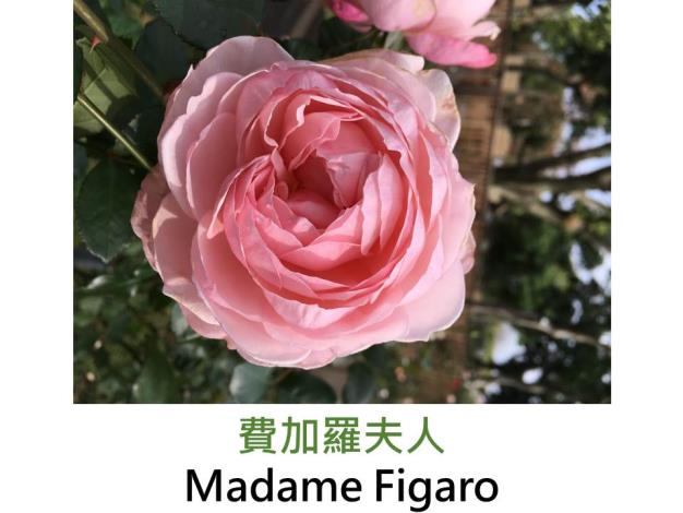 灌木玫瑰,育出:2000法國,淺粉色,重瓣球狀,中香
