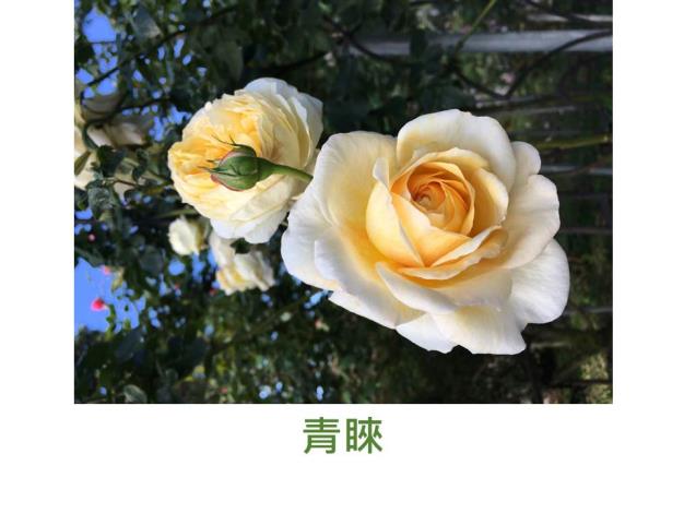 粉紅至黃粉白(冷時粉紅,熱時黃色),簇生花形