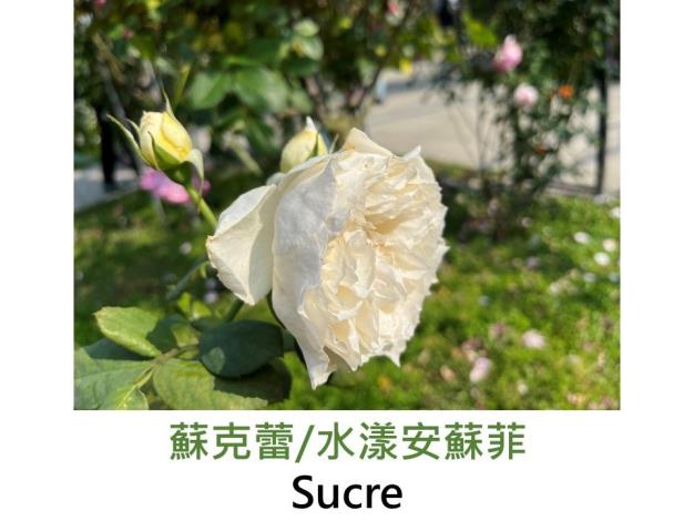 大花灌木玫瑰.育出:2016日本河本純子.白至粉杏色變化.杯型.濃香