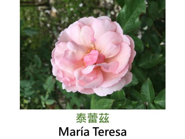 豐花灌木玫瑰,育出:1984比利時,淡粉色,古典杯形