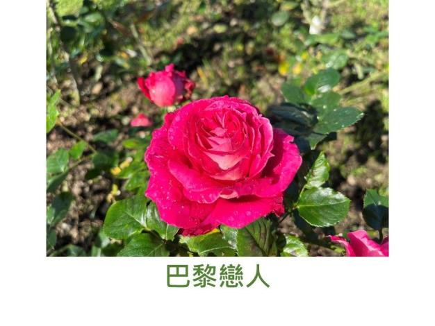 育出:2018台灣.桃紅色