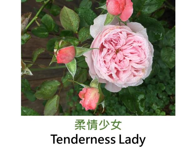 中輪,育出:2017台灣,粉紅色,古典玫瑰花形,果香