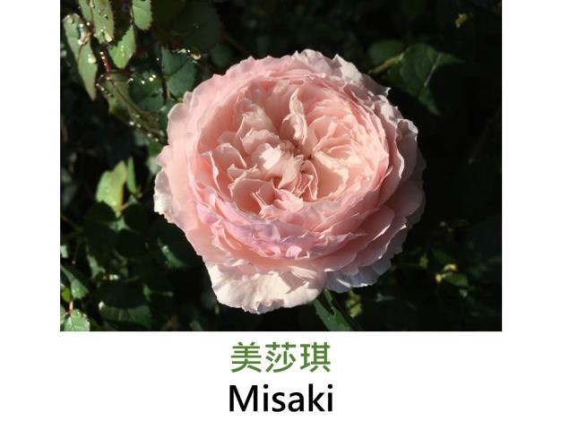 矮叢豐花玫瑰,育出:日本,粉色,圓瓣古典杯形,強香